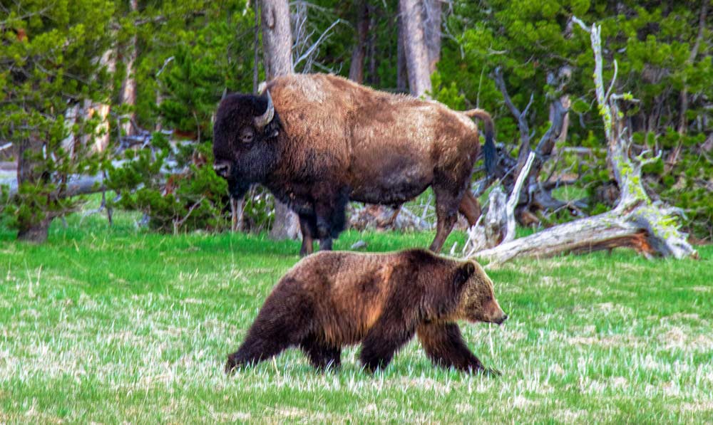 Wildlife at Yellowstone