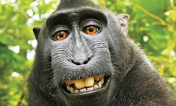 monkey-selfie-Article-201804131946