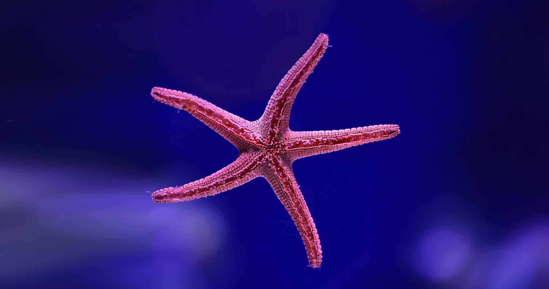 starfish-david-clode-unsplash